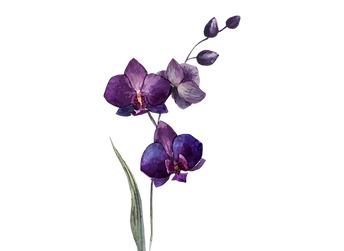 Doula Deuil Verdun 1 Des fleurs violettes